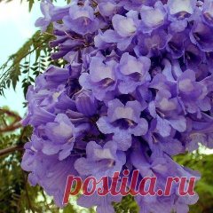 Жакаранда - дерево, приносящее удачу