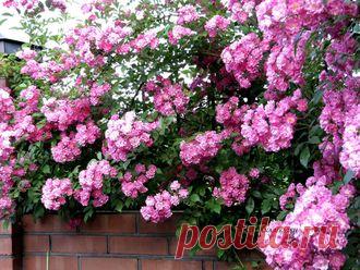 Розы - Роза плетистая Super Dorothy - укорененный черенок .