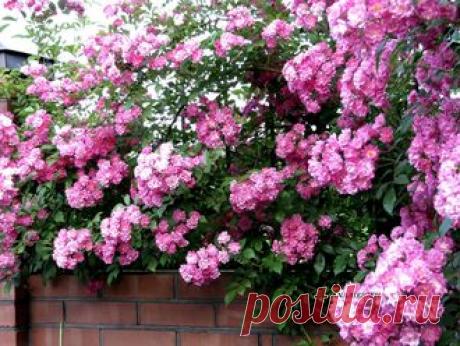 Розы - Роза плетистая Super Dorothy - укорененный черенок .