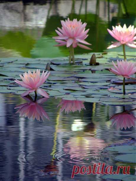 water lillies.