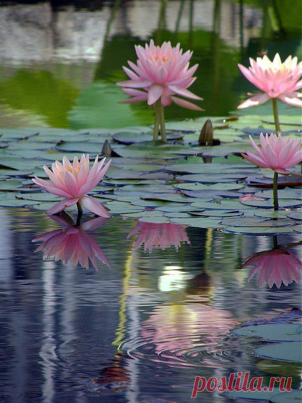 water lillies.