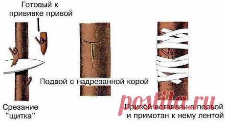 ДЕДОВСКИЙ СПОСОБ ПРИВИВКИ ДЕРЕВЬЕВ ДЛЯ БОЛЬШОГО УРОЖАЯ!

Способ прививки за кору применяют, когда к взрослой или старой яблони хотят привить один или несколько новых (более зимостойких, урожайных или устойчивых к болезням) сортов.
Показать полностью…