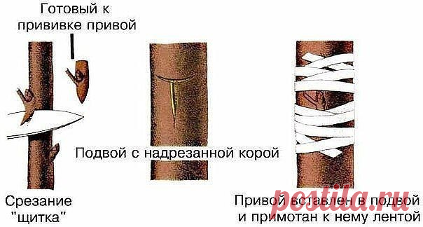 ДЕДОВСКИЙ СПОСОБ ПРИВИВКИ ДЕРЕВЬЕВ ДЛЯ БОЛЬШОГО УРОЖАЯ!

Способ прививки за кору применяют, когда к взрослой или старой яблони хотят привить один или несколько новых (более зимостойких, урожайных или устойчивых к болезням) сортов.
Показать полностью…