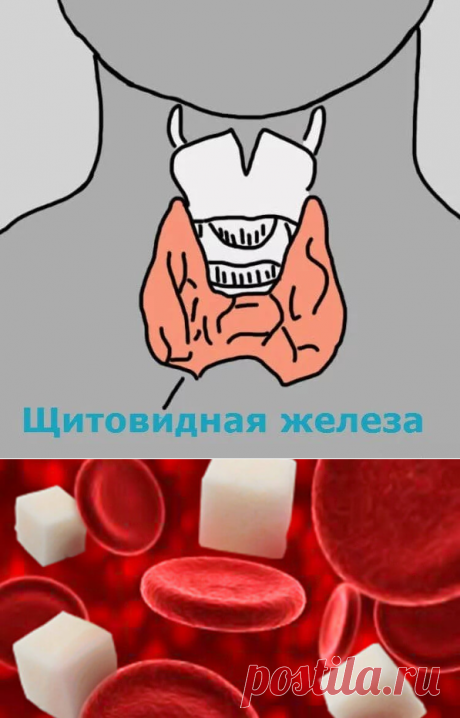 Здоровье  - САХАРНЫЙ  ДИАБЕТ | Фотографии и советы на Постиле