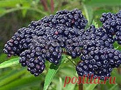 Гоним депрессию | Друг пенсионера
С депрессией хоть однажды сталки­вался каждый человек. Просто не все знают, что это такое. Кто-то говорит «черная полоса в жизни», кто-то про­сто жалуется на все вокруг, а суть од­на — человек чувствует себя плохо, все валится из рук и с каждым днем ста­новится все хуже и хуже, не видно ни­какого просвета.