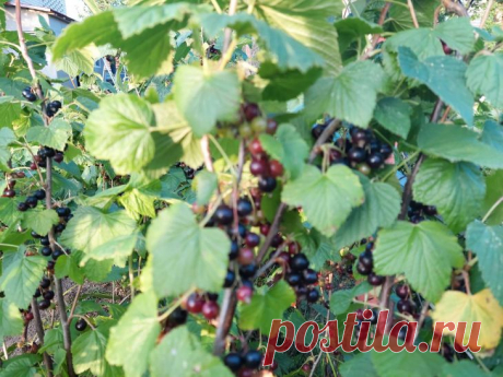 Что закопать под куст смородины во второй половине мая: ягоды будут размером со сливу. Вы мечтаете собрать смородину, которая удивит соседей размером и сладостью?