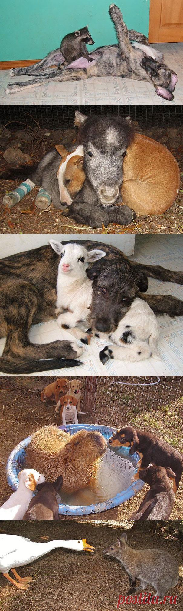 Животные тусующиеся вместе / vicer.ru / Surfingbird.ru