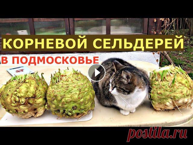 Как вырастить крупный КОРНЕВОЙ сельдерей? Корневой сельдерей выращивание от семян до урожая. Помощь каналу, карта Сбербанка - 4276 3800 7513 3459 На канале: Наталья Сморчкова и другие авторы и...