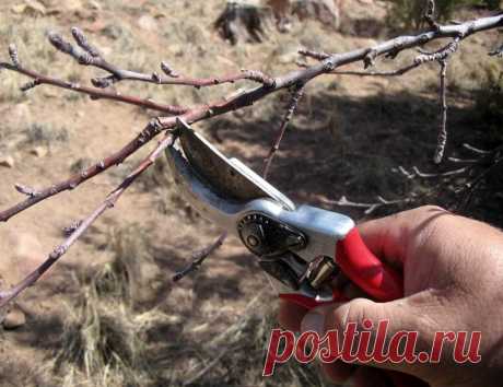 Простой экспресс-тест на здоровье плодовых деревьев после зимы. Метод этот подходит не только для деревьев, но и для плодовых кустарников. Всё очень просто.