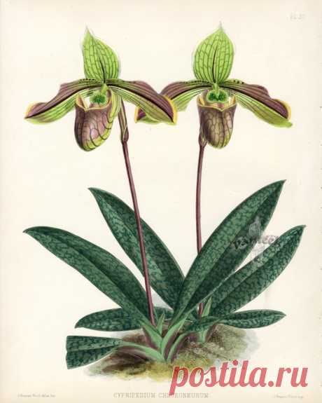 Warner Orchid Album Prints 1882. Цветочные иллюстрации - орхидеи.