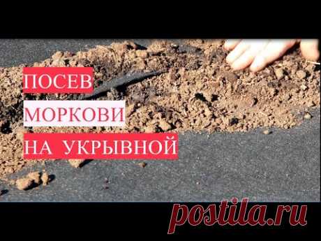 Не полоть и не прореживать! Новый способ! Посев моркови на укрывной.