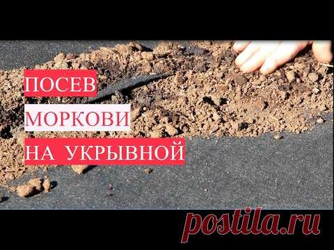 Не полоть и не прореживать! Новый способ! Посев моркови на укрывной.