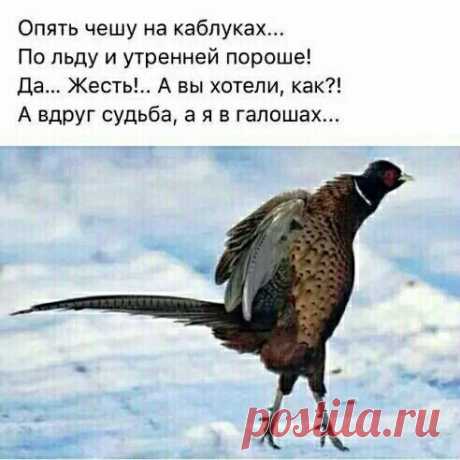 (48) Одноклассники