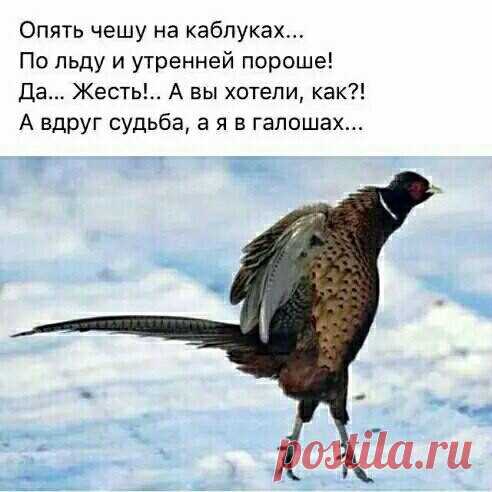 (48) Одноклассники