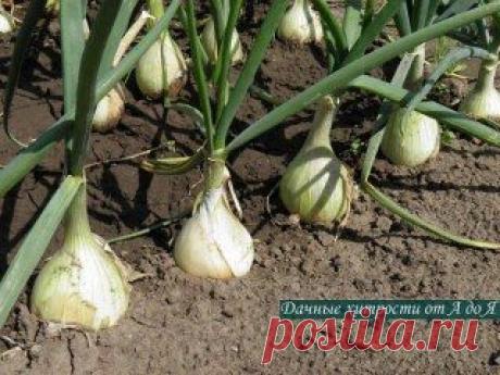 (1) Одноклассники