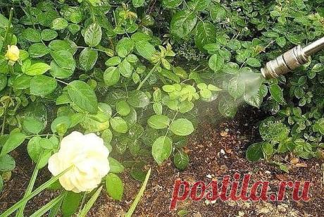 (82) Одноклассники