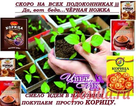 (65) Одноклассники