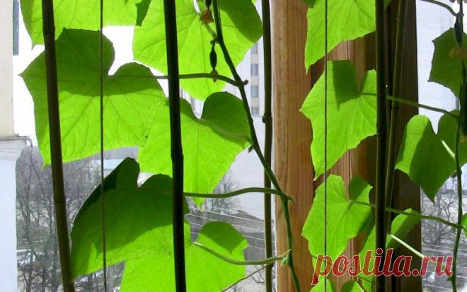 Когда сажать огурцы на рассаду в 2020 году Чтобы собрать хороший урожай огурцов, нужно вырастить крепкую и здоровую рассаду. Чтобы определить срок посева огурцов, нужно ориентироваться на время высадки рассады в открытый грунт, и конечно, на климатические условия вашего региона. Существует и стандартное время для посева огуречных семян на рассаду – за 5-6 недель до высадки растений на грядку. Обычно это конец марта – начало апреля.