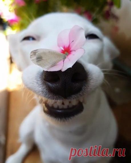 ♥ ЖИВОТНЫЕ ♥ ПРИРОДА ♥