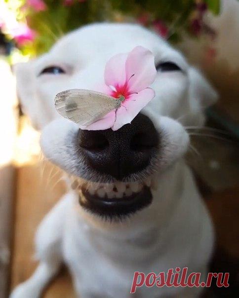 ♥ ЖИВОТНЫЕ ♥ ПРИРОДА ♥