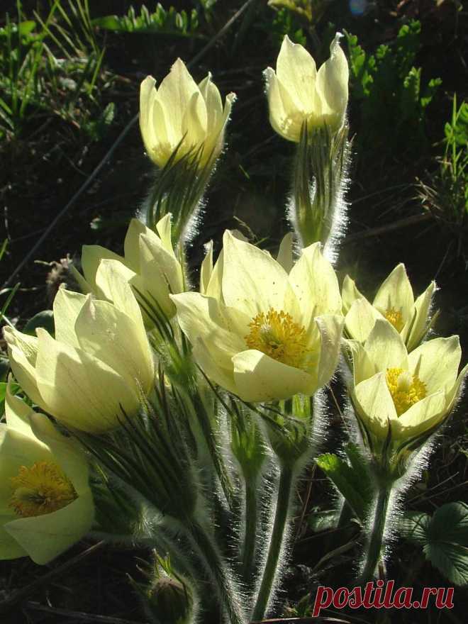 Лютики. Фото Татьяны Барковой. Красноярск