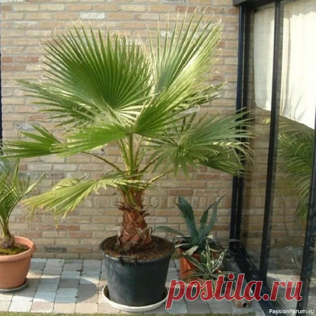 Цветочное настроение. Уход за растениями