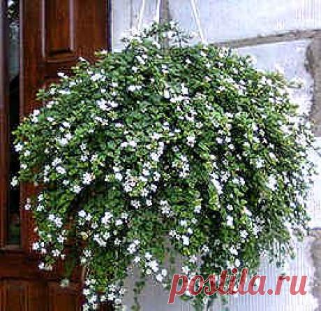Бакопа (сутера) выращивание, размножение, сорта.