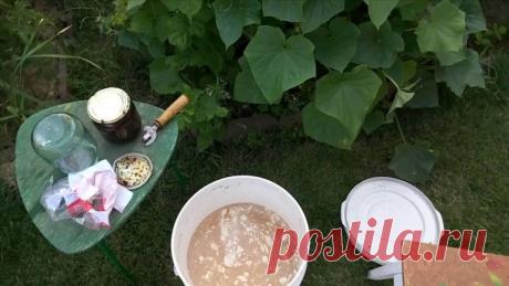 Отличная подкормка для комнатных растений