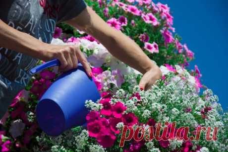 10 секретов пышно цветущего балкона. Цветы на балконе всё лето. Названия и уход. Фото — Ботаничка.ru