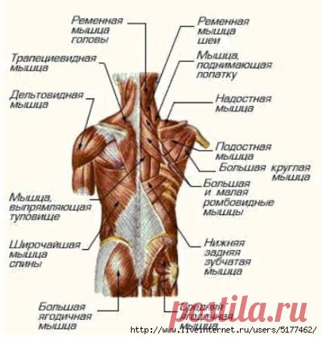 Главная мышца антисутулости: ромбовидная мышца