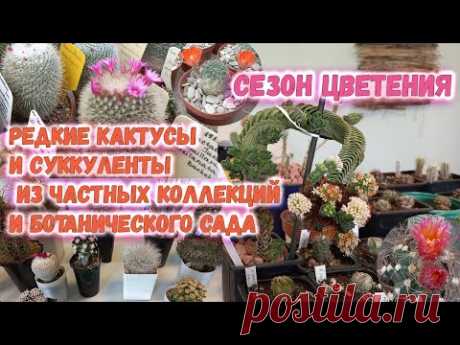 Таких кактусов Вы скорее всего еще не видели