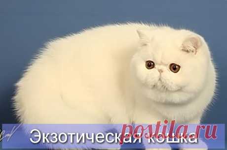 Экзотическая кошка - описание и характерисика породы Про Питомца