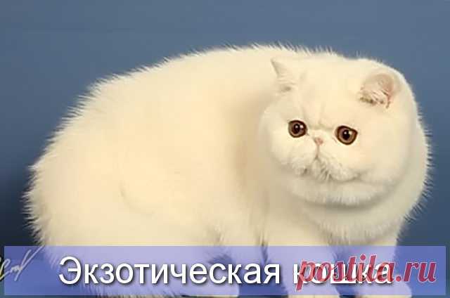 Экзотическая кошка - описание и характерисика породы Про Питомца