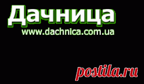 Как получить хороший урожай чеснока?
