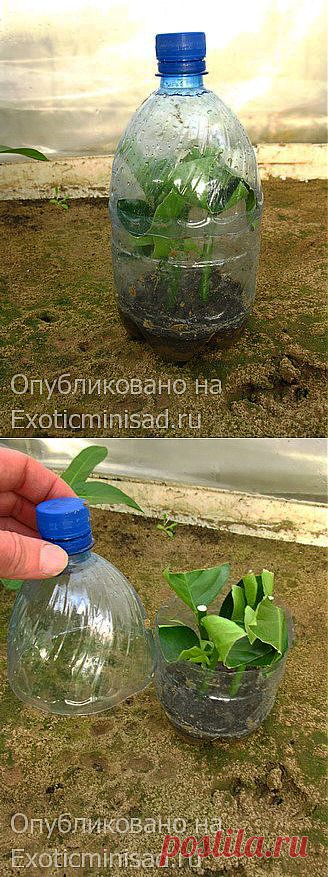 Черенкование лимона | Экзотические комнатные растения