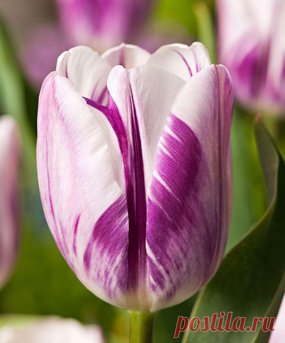 Пин на доске яТЮЛЬПАНЫ