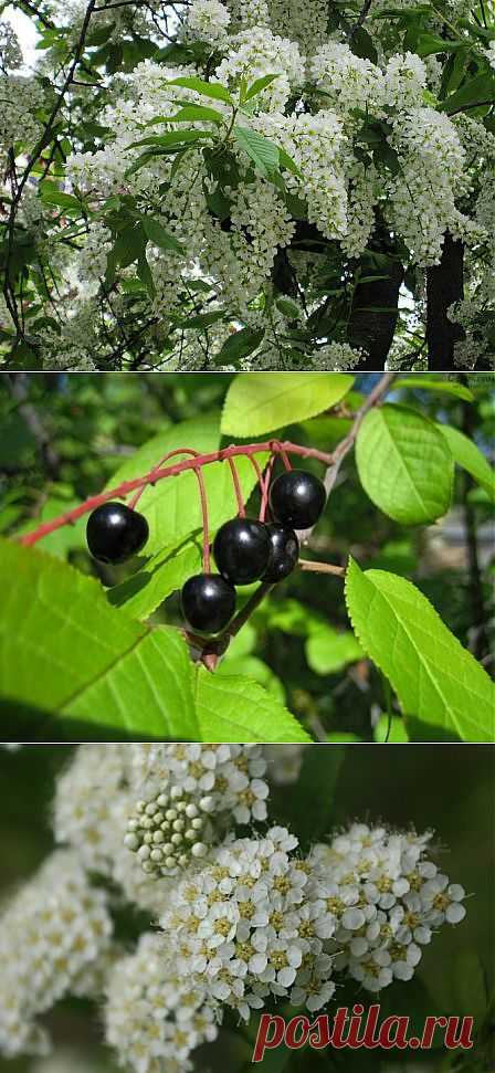 ЛЕЧЕНИЕ ЧЕРЁМУХОЙ. | Советы Народной Мудрости