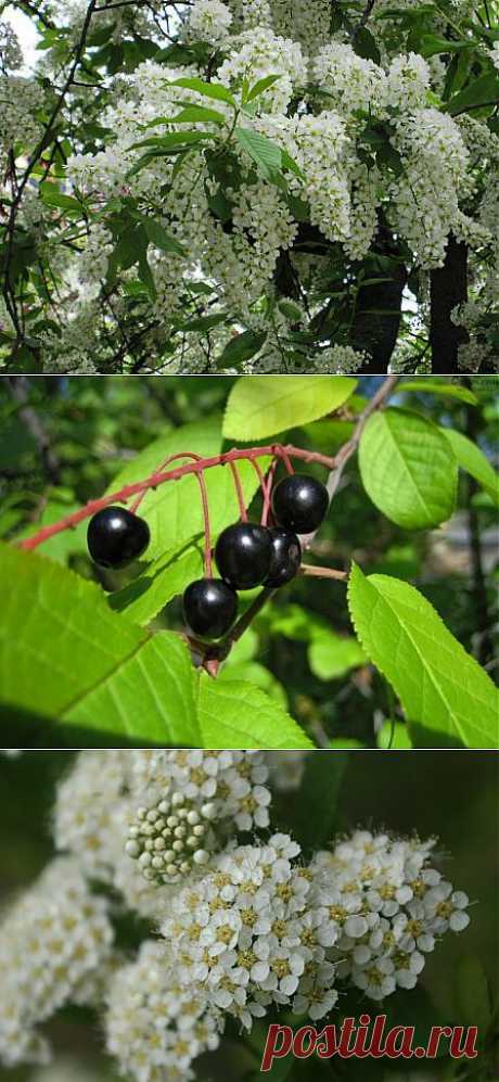 ЛЕЧЕНИЕ ЧЕРЁМУХОЙ. | Советы Народной Мудрости