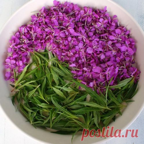 ИВАН-ЧАЙ. УНИКАЛЬНЫЕ СВОЙСТВА.