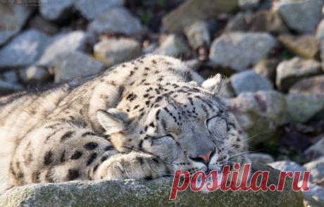 Обои кошка, камни, отдых, сон, спит, ирбис, снежный барс картинки на рабочий стол, раздел кошки - скачать
