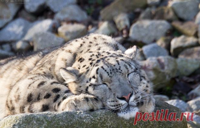 Обои кошка, камни, отдых, сон, спит, ирбис, снежный барс картинки на рабочий стол, раздел кошки - скачать