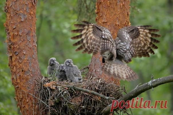 Семья бородатых неясытей в объективе Олега Махматкулова: nat-geo.ru/community/user/221524/ (Мимика птенцов достойна Оскара)