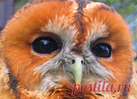 Новые фотографии милые и смешные животные.