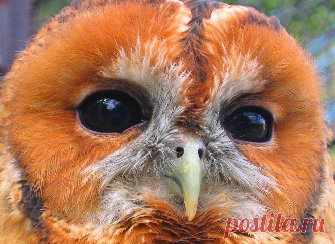 Новые фотографии милые и смешные животные.