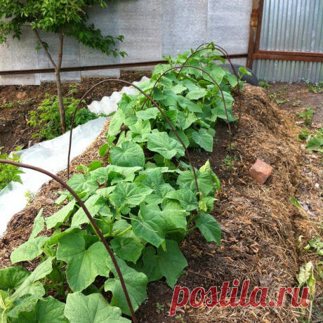 Новости интеллектуального развития: Обзор сортов пчелоопыляемых раннеспелых огурцов