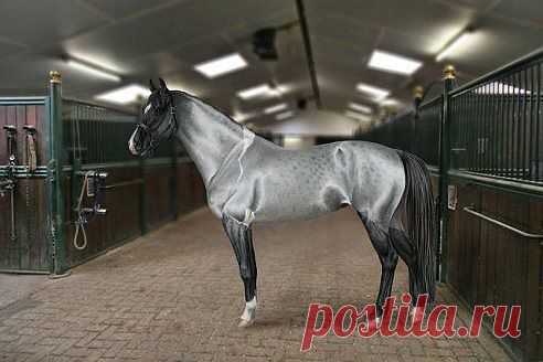 КАКОЙ  КРАСАВЕЦ,,,