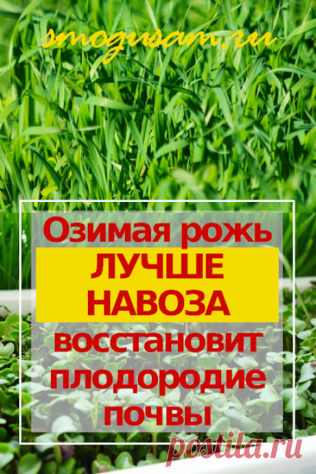 Как вылечить и восстановить плодородие почвы – озимая рожь и другие сидераты