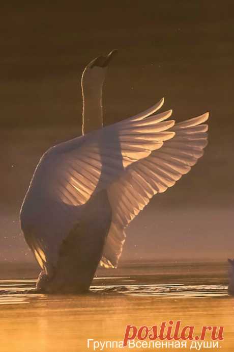 ஜ═════════════════ஜ۩۩۩۩ஜ═════════════════ ஜ

Два лебедя на парковом пруду 
Смотрели вслед покинувшей их стае. 
Еще вчера не верилось в беду, 
А нынче их надежда в небе тает. 
Лебёдушка поранила крыло 
– Проказы нерадивого мальчишки. 
Для смеха он «подставил» ей весло, 
А обернулось боли яркой вспышкой. 
За стаей, безусловно, не успеть. 
Всего-то может – в высь с трудом подняться. 
А Лебедь? Лебедь мог бы улететь, 
Но он решил с любимою остаться. 
Что ждет влюбленных – вам ...