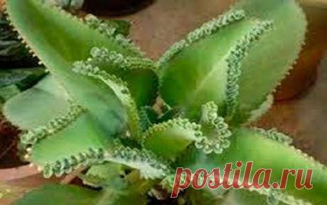 Пять народных рецептов с каланхоэ