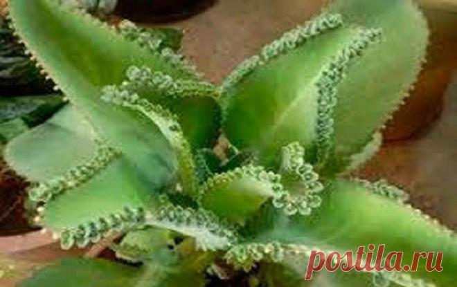 Пять народных рецептов с каланхоэ